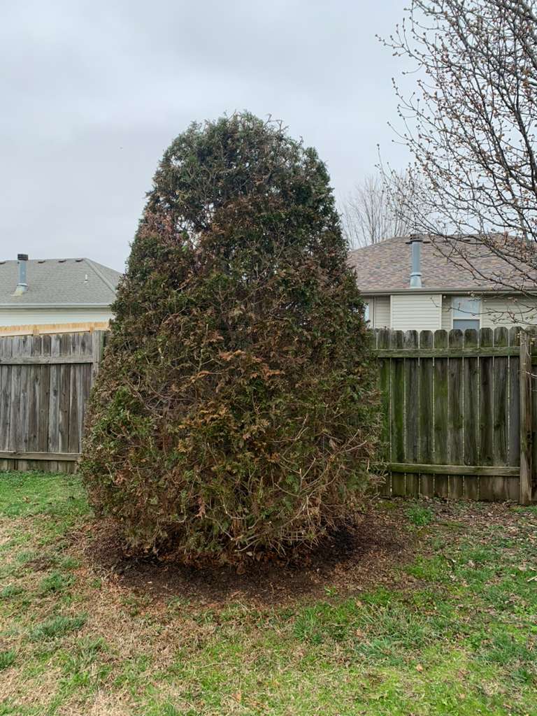 Large evergreen tree trimming in backyard