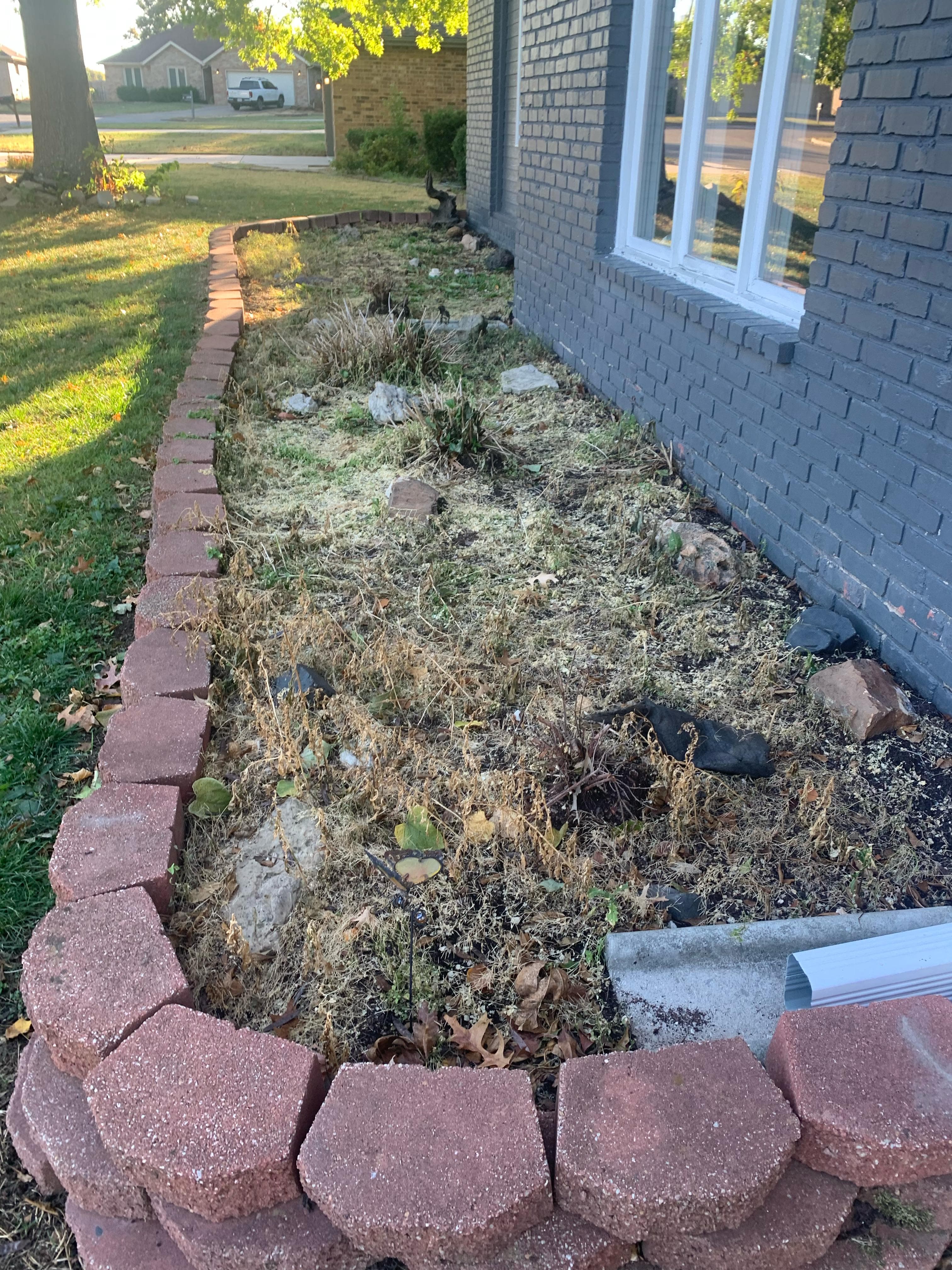 Garden bed before cleanup with overgrown plants
