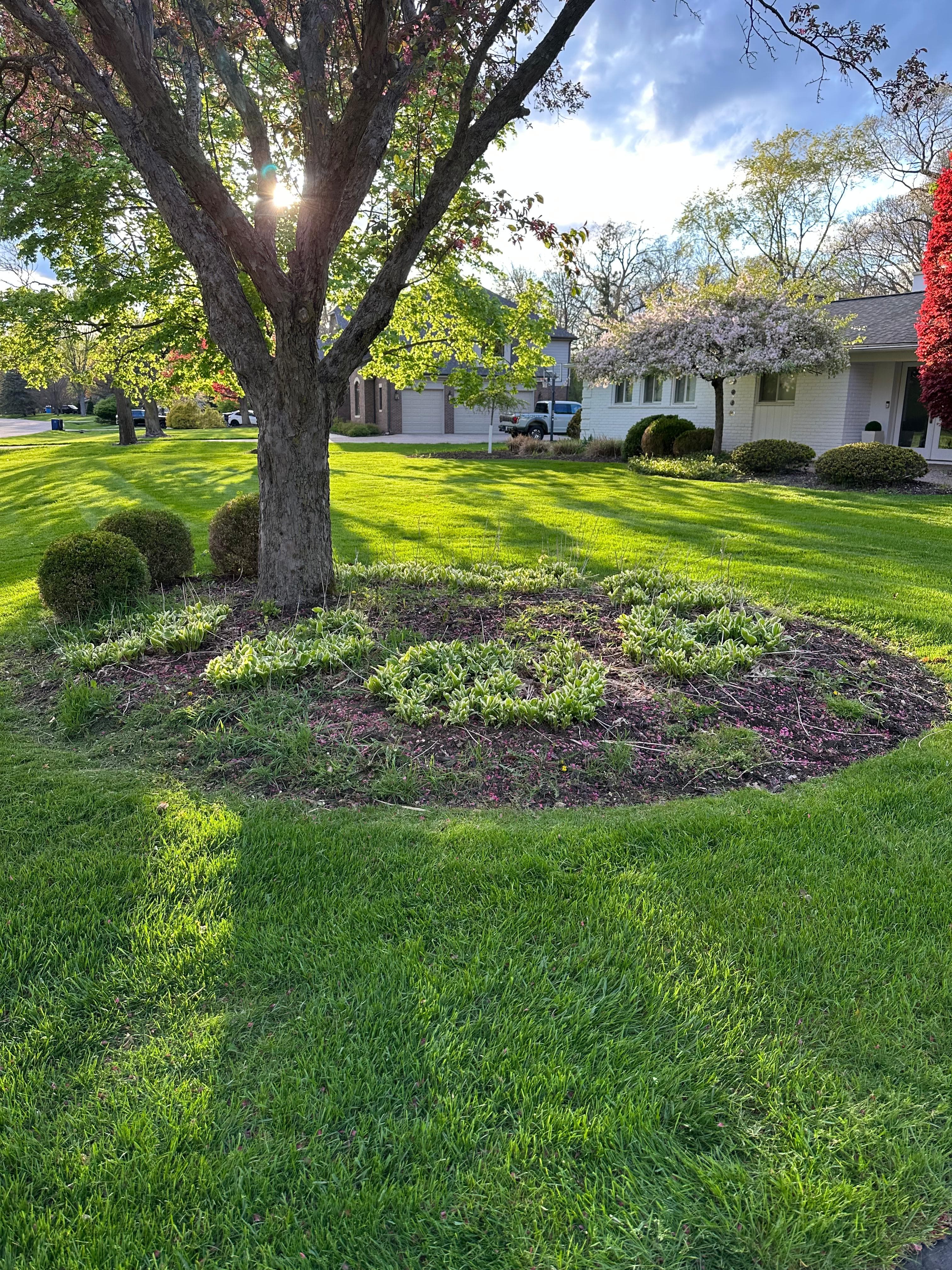 Landscaping and garden project