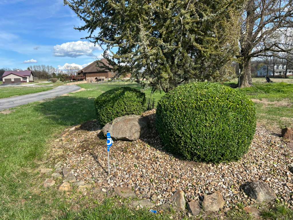 Green trimmed shrubs with fresh lawn and blue sky